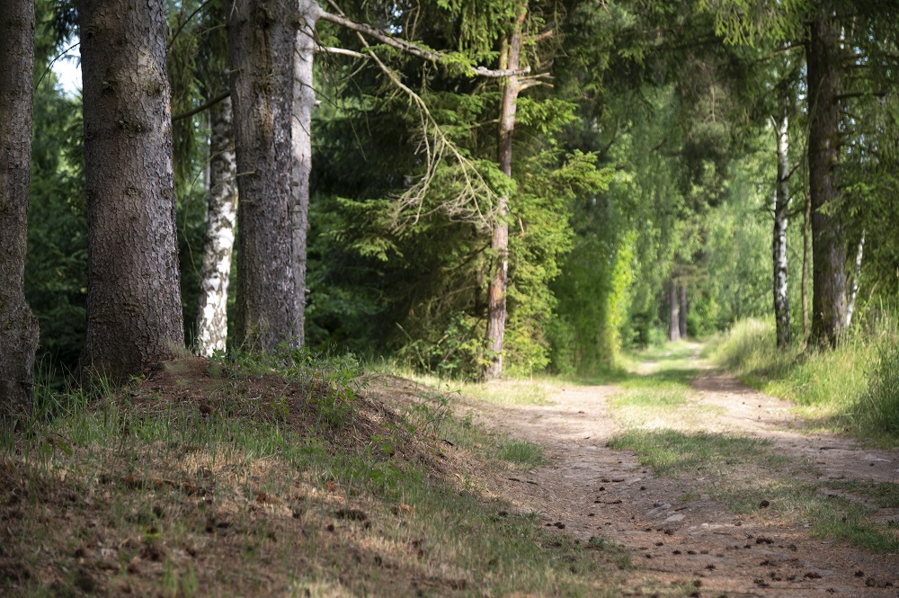 Buč příroda